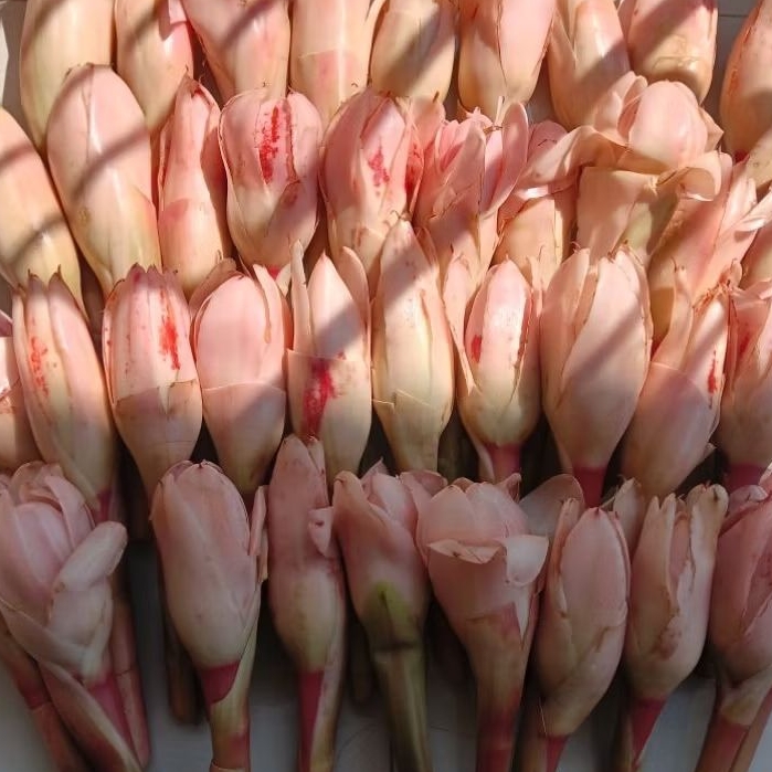 

Kecombrang / Kicung / Rias Sambal Penyedap Rasa 500 gram