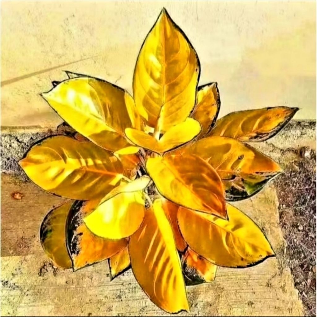 Aglonema Sultan Brunai Mutasi Remaja Tanaman Hias Aglonema Aglaonema Sultan Brunai Mutasi Murah Mera