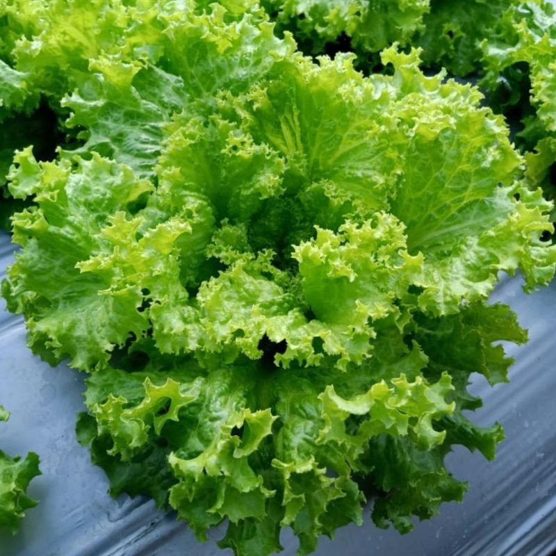 

SELADA SAYUR SELADA LALAP KERITING 50 BIJI BENIH SELADA KERITING LALAP BERKUALITAS BIBIT SELADA