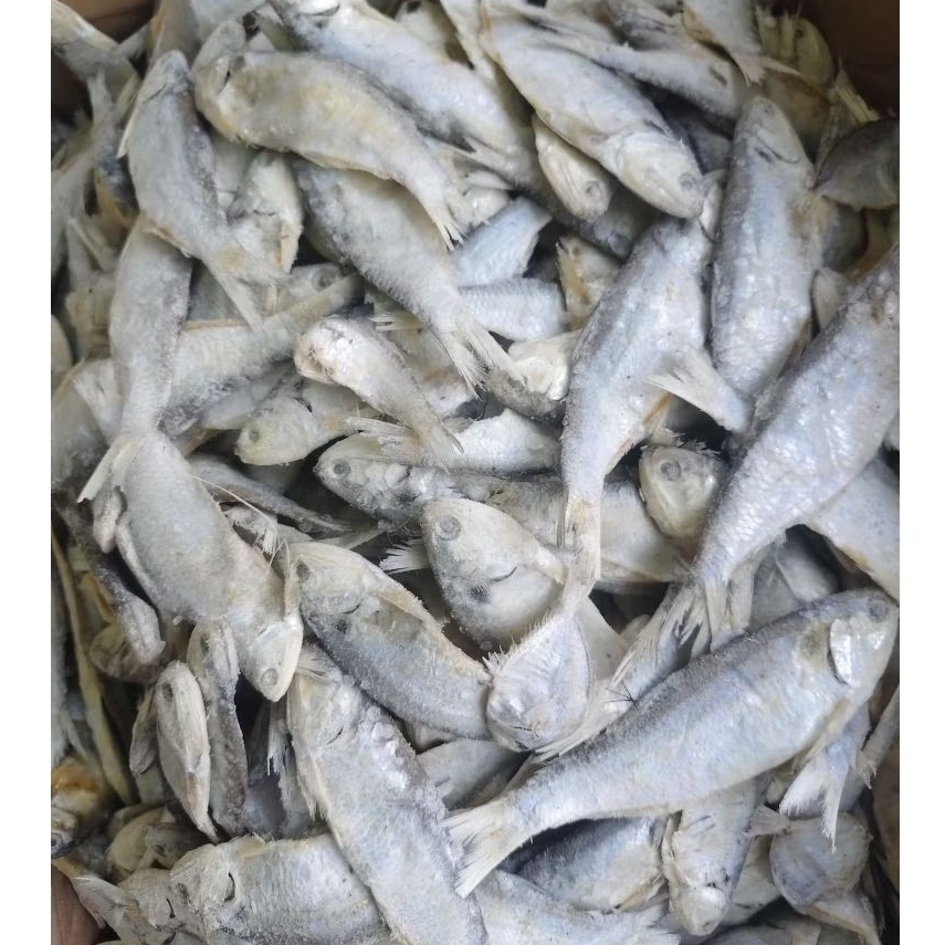 

ikan lempuk/ ikan bilis jumbo murah