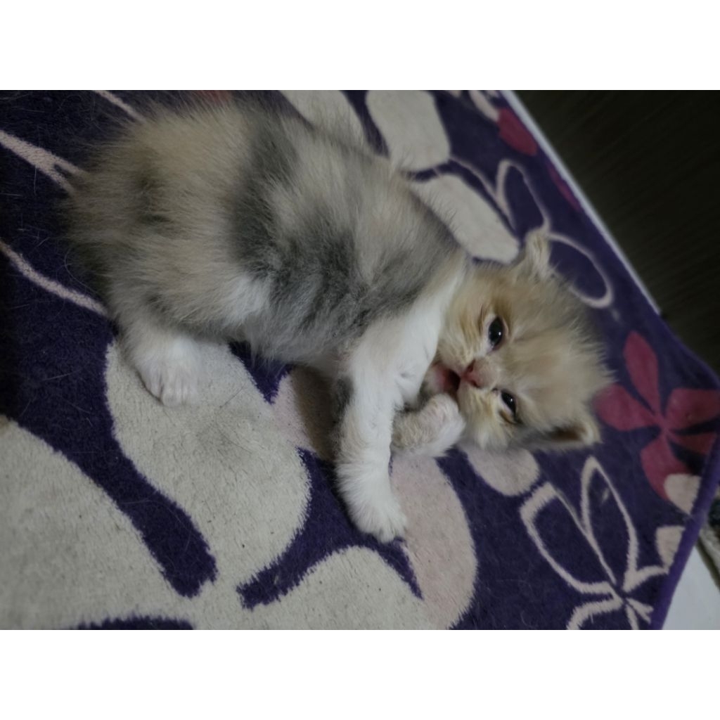 Open Adopt Adopsi anak kucing lucu