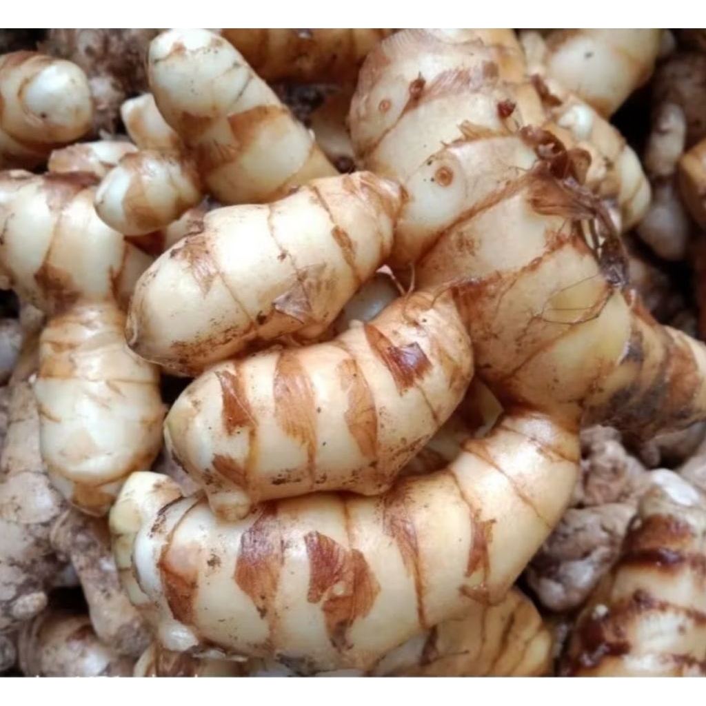 

temu putih segar 1kg fresh