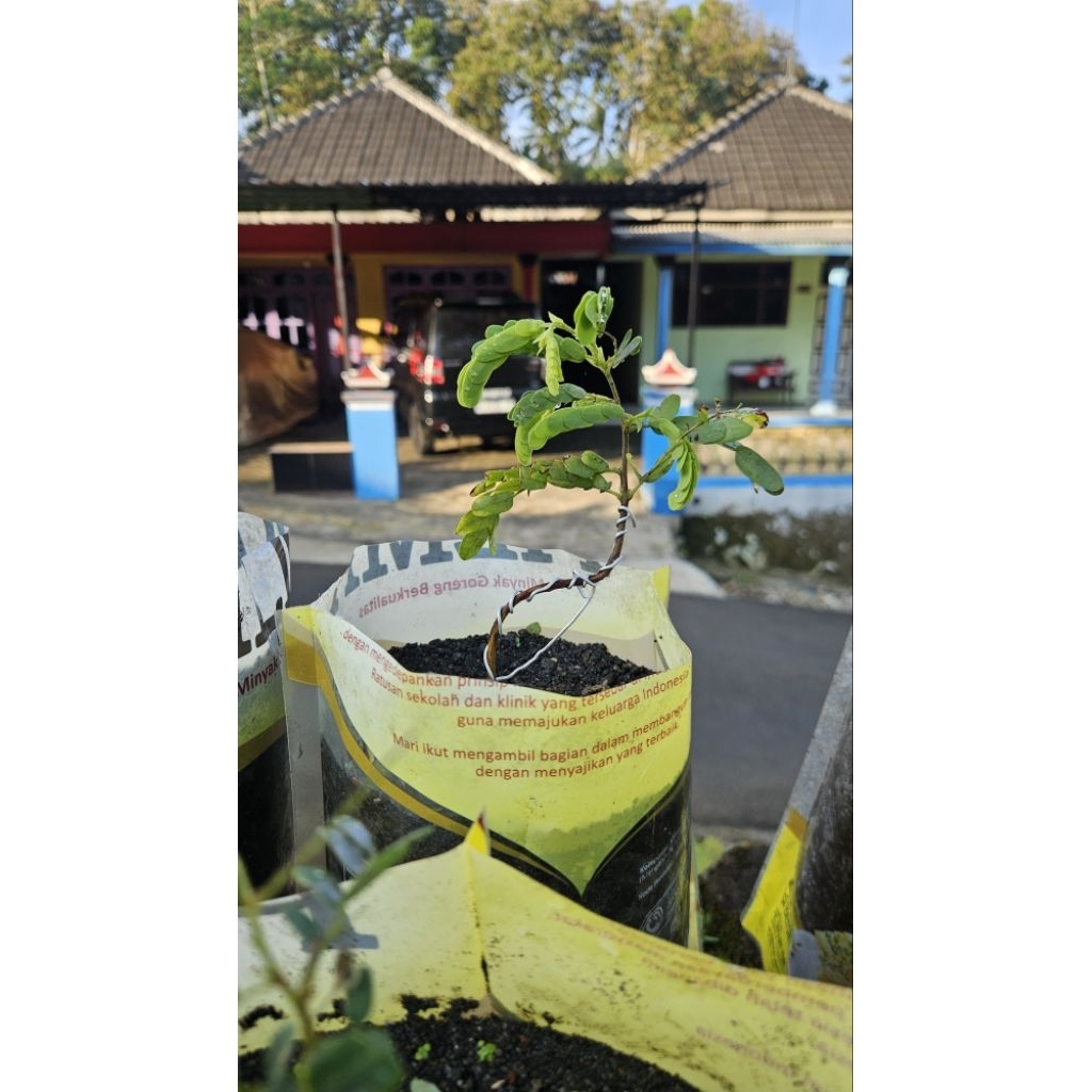 Bonsai Asem Jawa Dari Biji Pecah Akar 4
