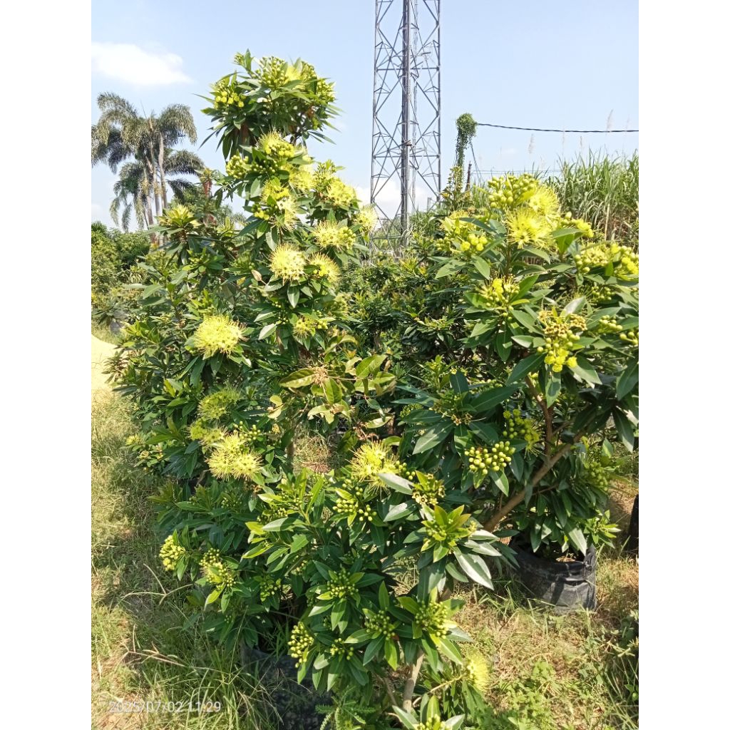 Santos lemon tinggi 1,5M up