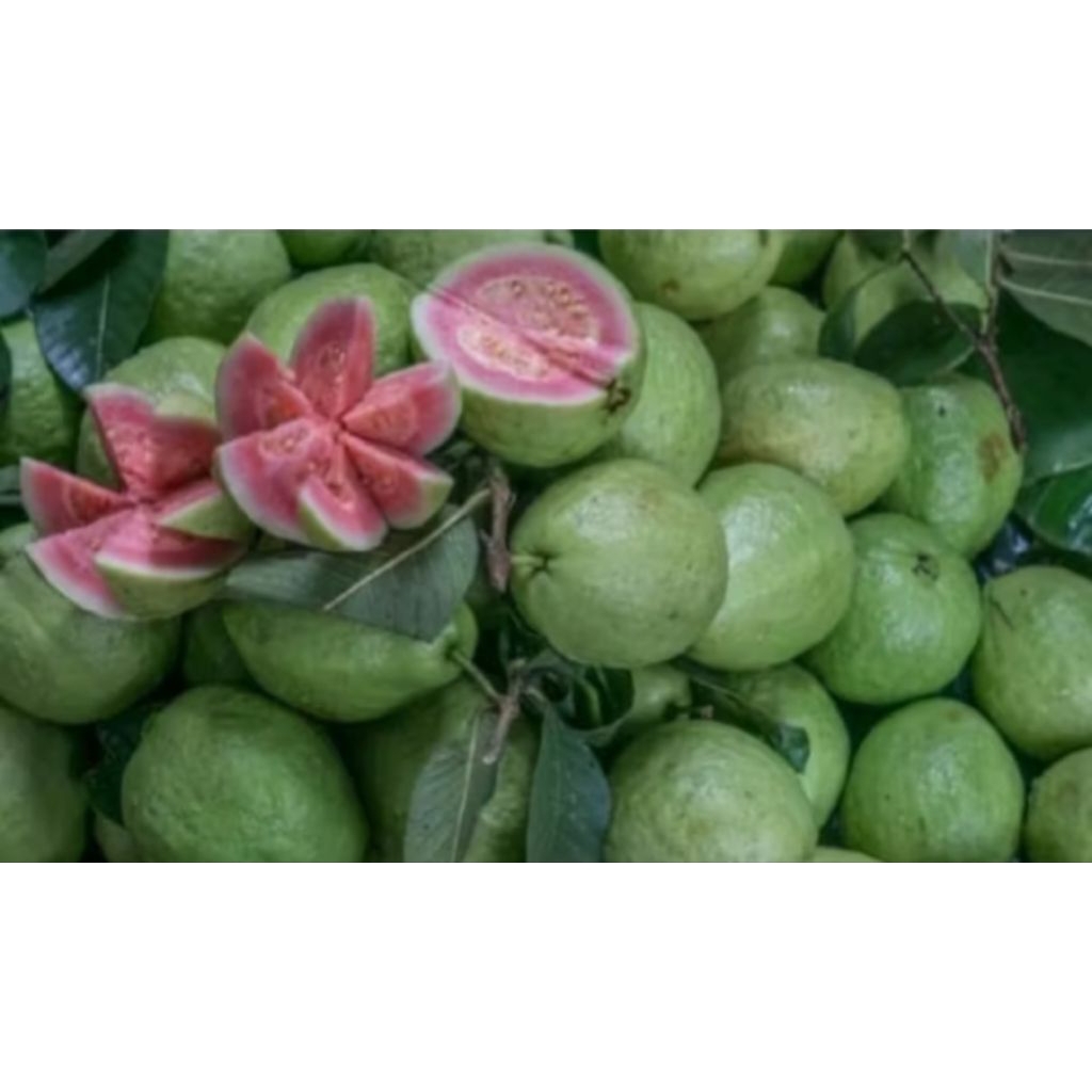 

Buah Jambu Biji Merah Fresh 1kg