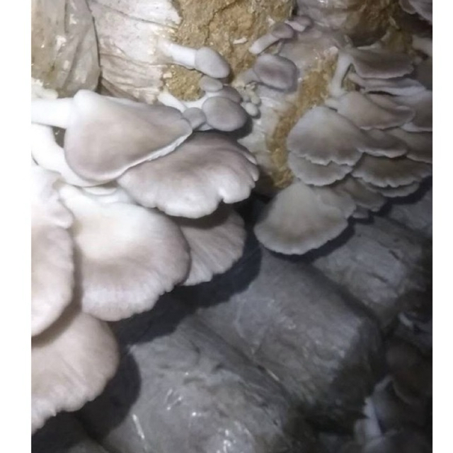 

Jamur Tiram Putih Segar Premium | Panen Langsung Petani Lokal