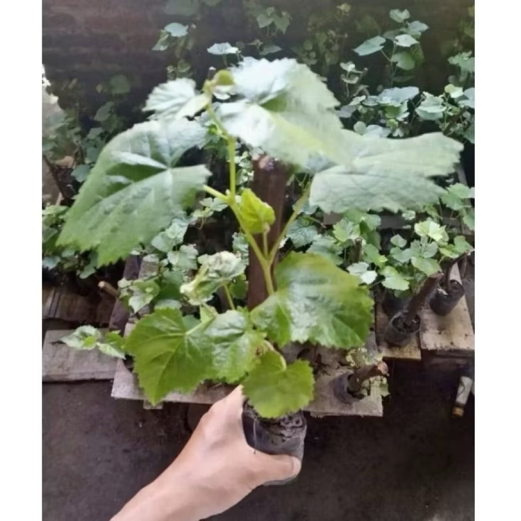 ( GRATIS ONGKIR ) Bibit pohon anggur siap tanam - Pohon buah anggur sudah berbunga