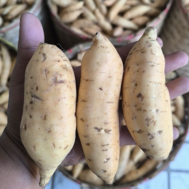 

Termurah di Shopee- Ubi Cilembu ASLI Ukuran Kecil isi Banyak