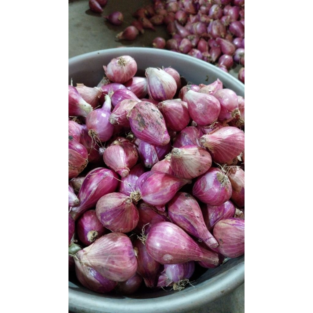 

bawang merah brebes premium 500gr