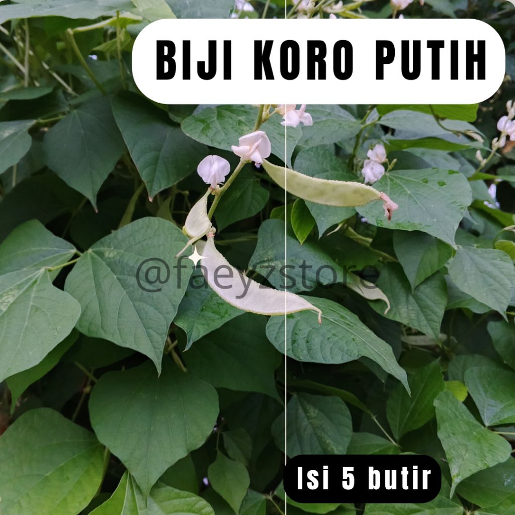 biji-benih tanaman kacang koro/sayur kacang koro putih(isi 5 butir)