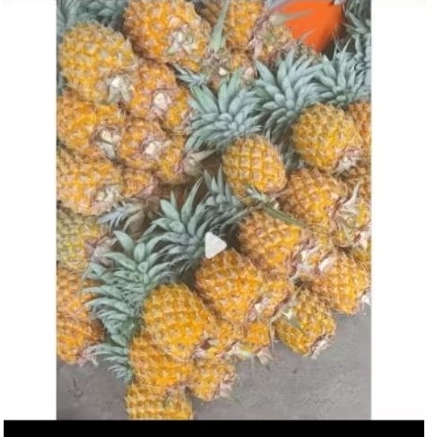 

Nanas super jumbo asli Pemalang