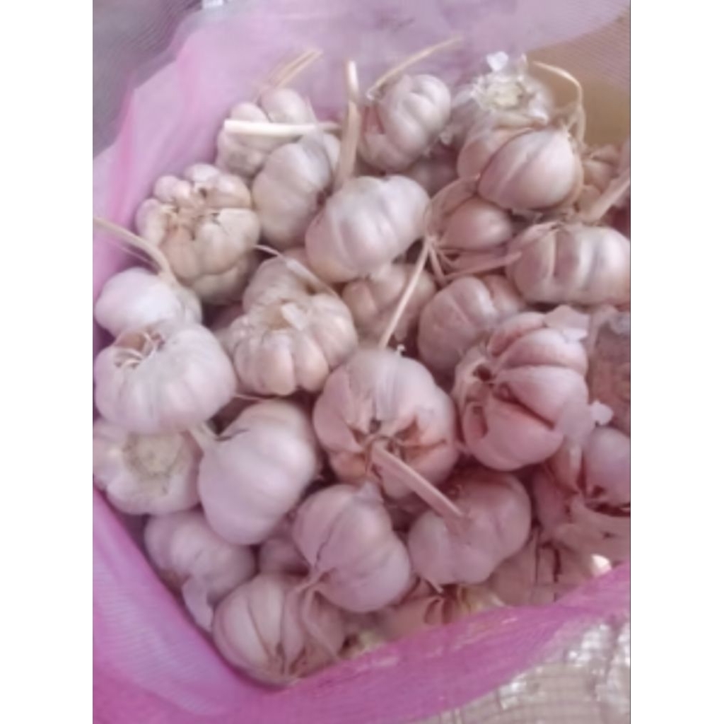 

Bawang Putih Bersih Super Fresh Terjangkau Kemasan 1kg/500gr/250gr