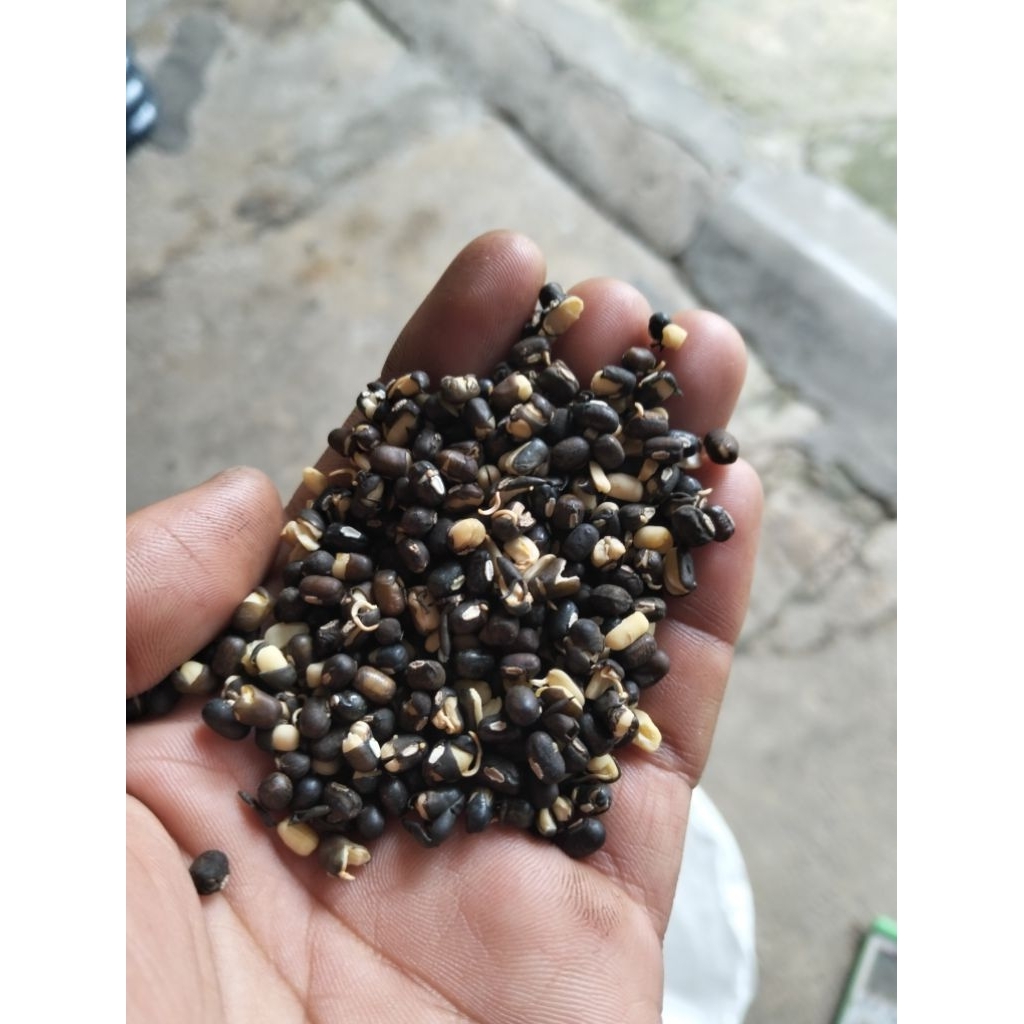 

kacang hijau kacang ijo kulit HITAM ampas rijek afkiran sortiran tauge
