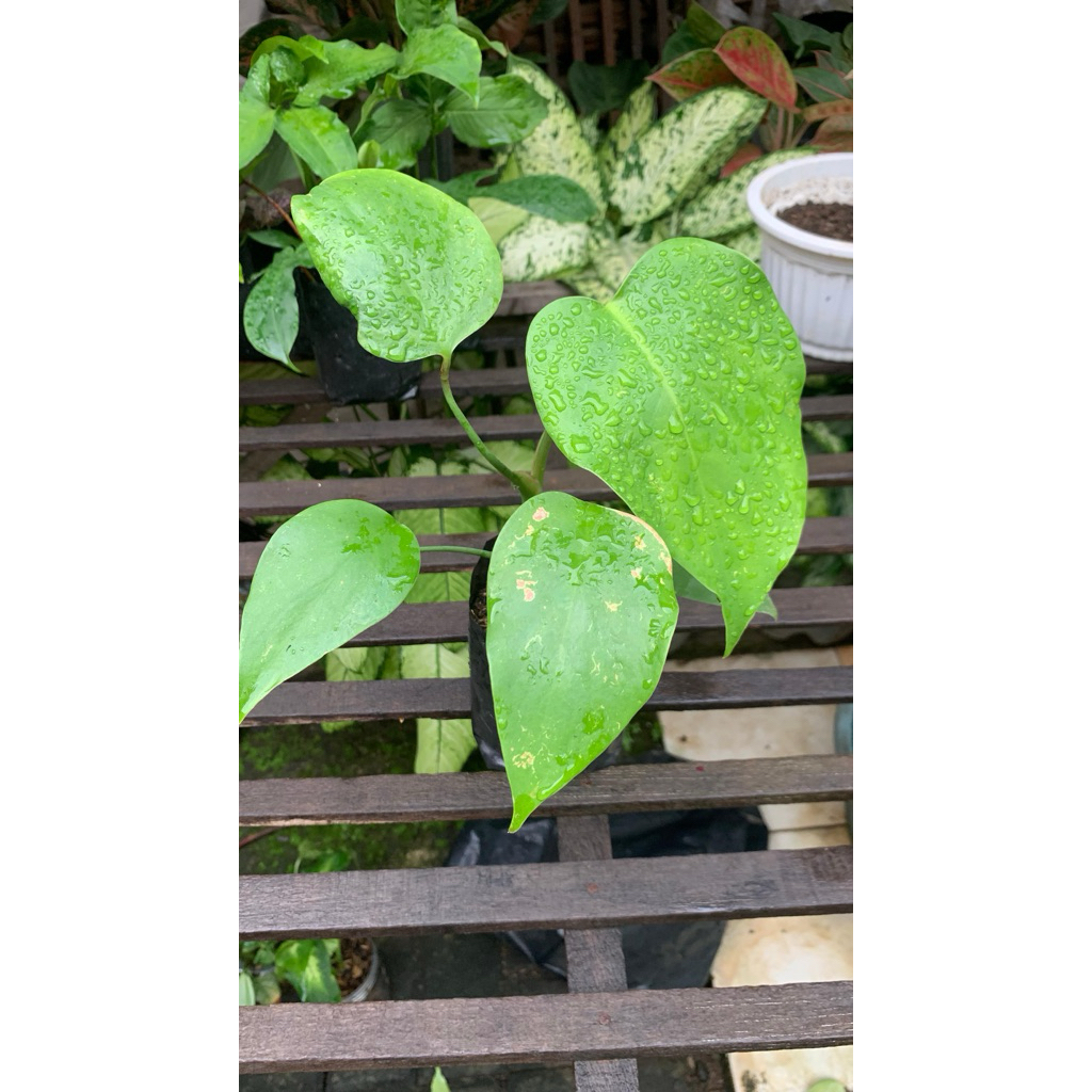 Monstera Deliciosa (ukuran anakan),daunnya belum pecah