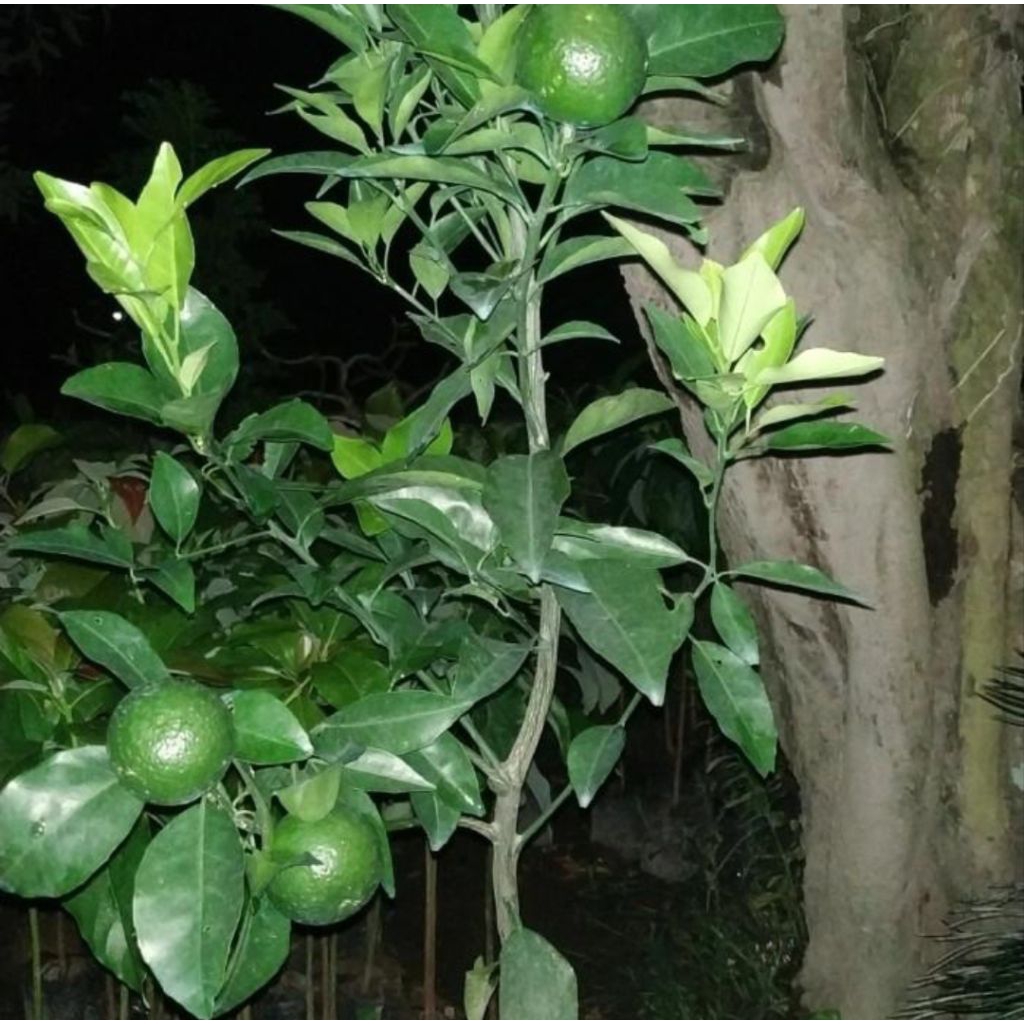 Bibit jeruk RGL kondisi berbuah (stok langka)
