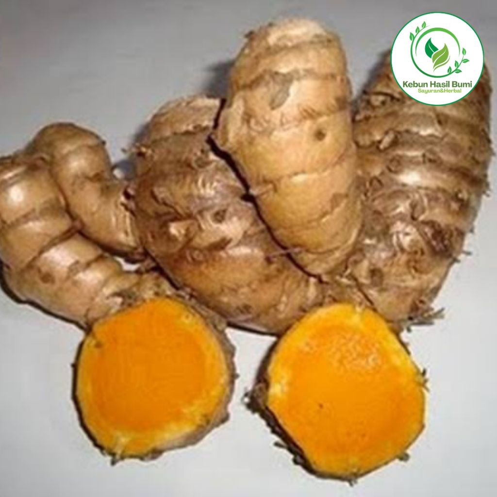 

Temulawak Segar Langsung Petik Dari Kebun - Herbal Banyak Manfaat