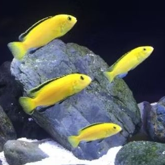 ikan cichlid lemon
