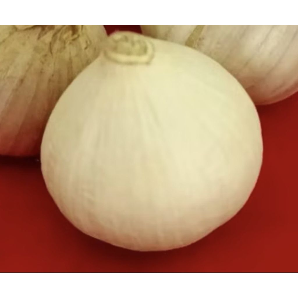 

Bawang putih tunggal/bawang lanang/dasun tunggal