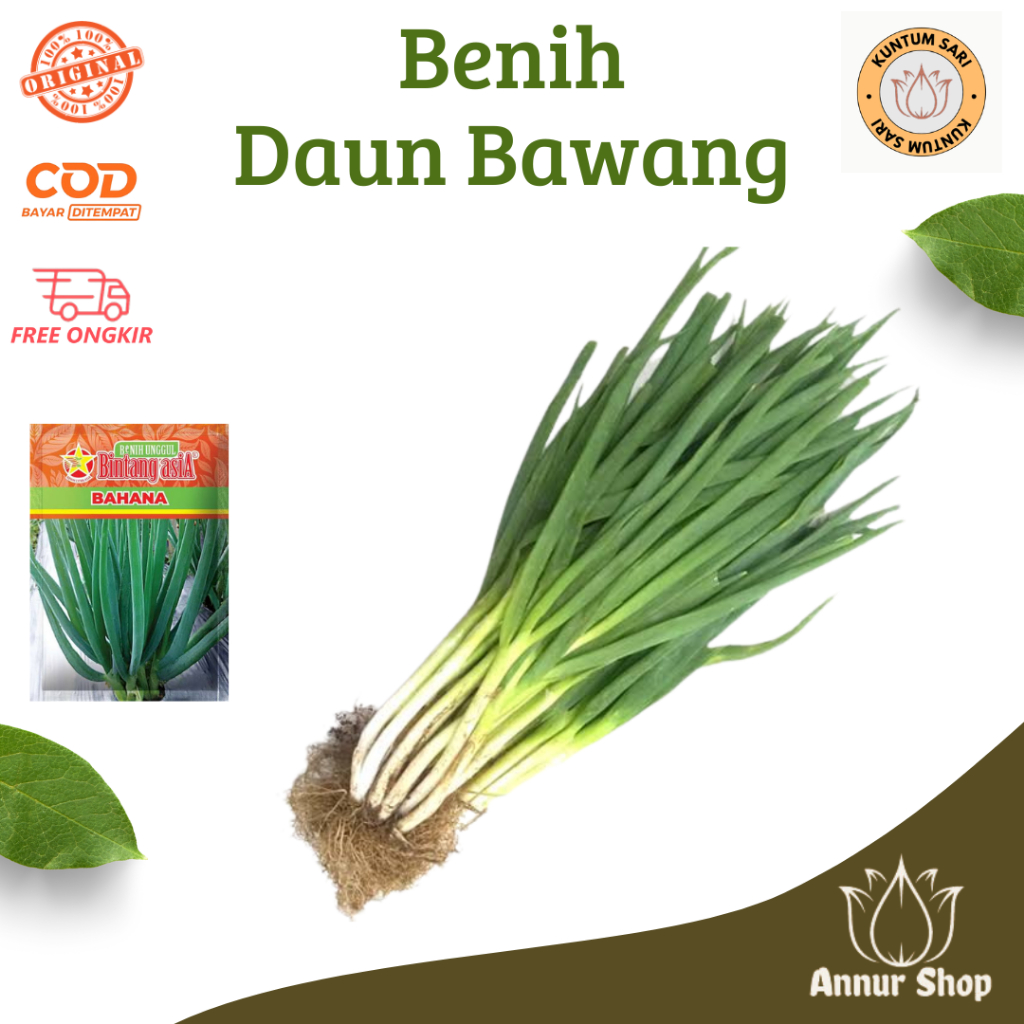 Benih Bibit Bawang Daun Prei Jumbo