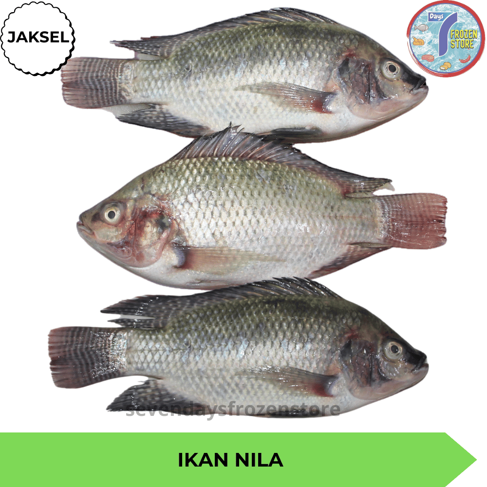 

Ikan Nila Tilapia Utuh Beku Frozen 800 - 900 gr