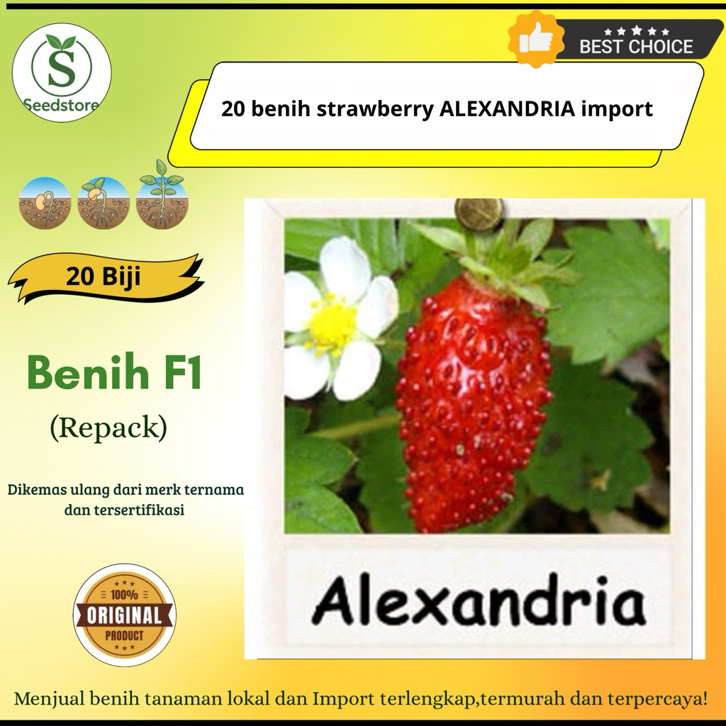 20 benih biji strawberry ALEXANDRIA  import