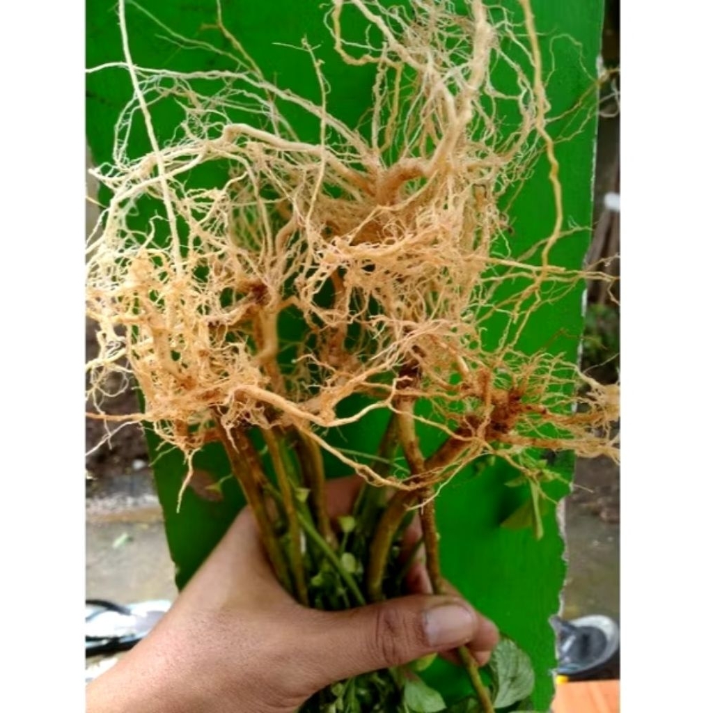 

Akar anting-anting 100grm