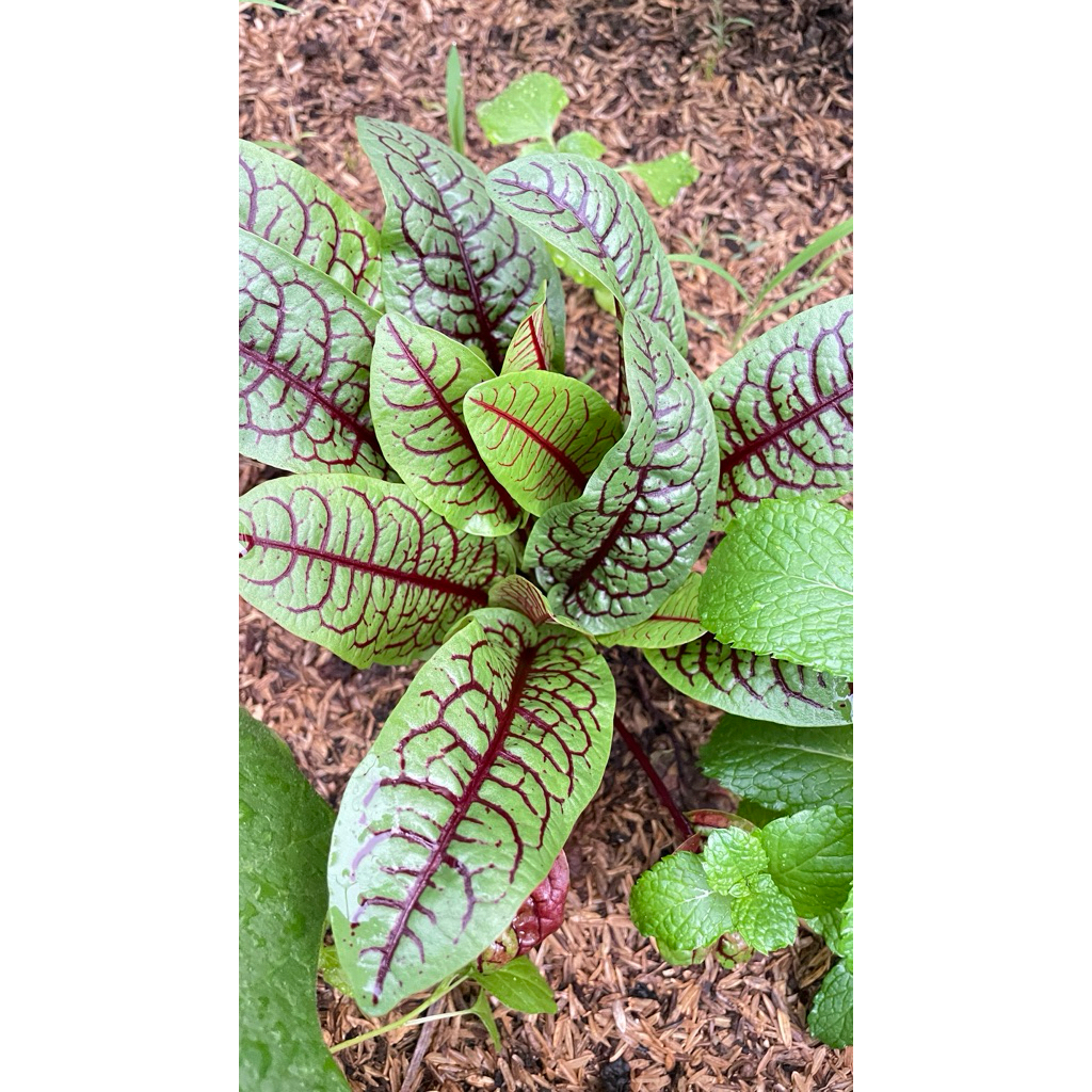 

RED SORREL 10pcs segar