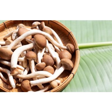 

100 gr Jamur Matsutake - Yanagi Matsunake Mushroom - Jamur Pioppini - Bahan Masakan