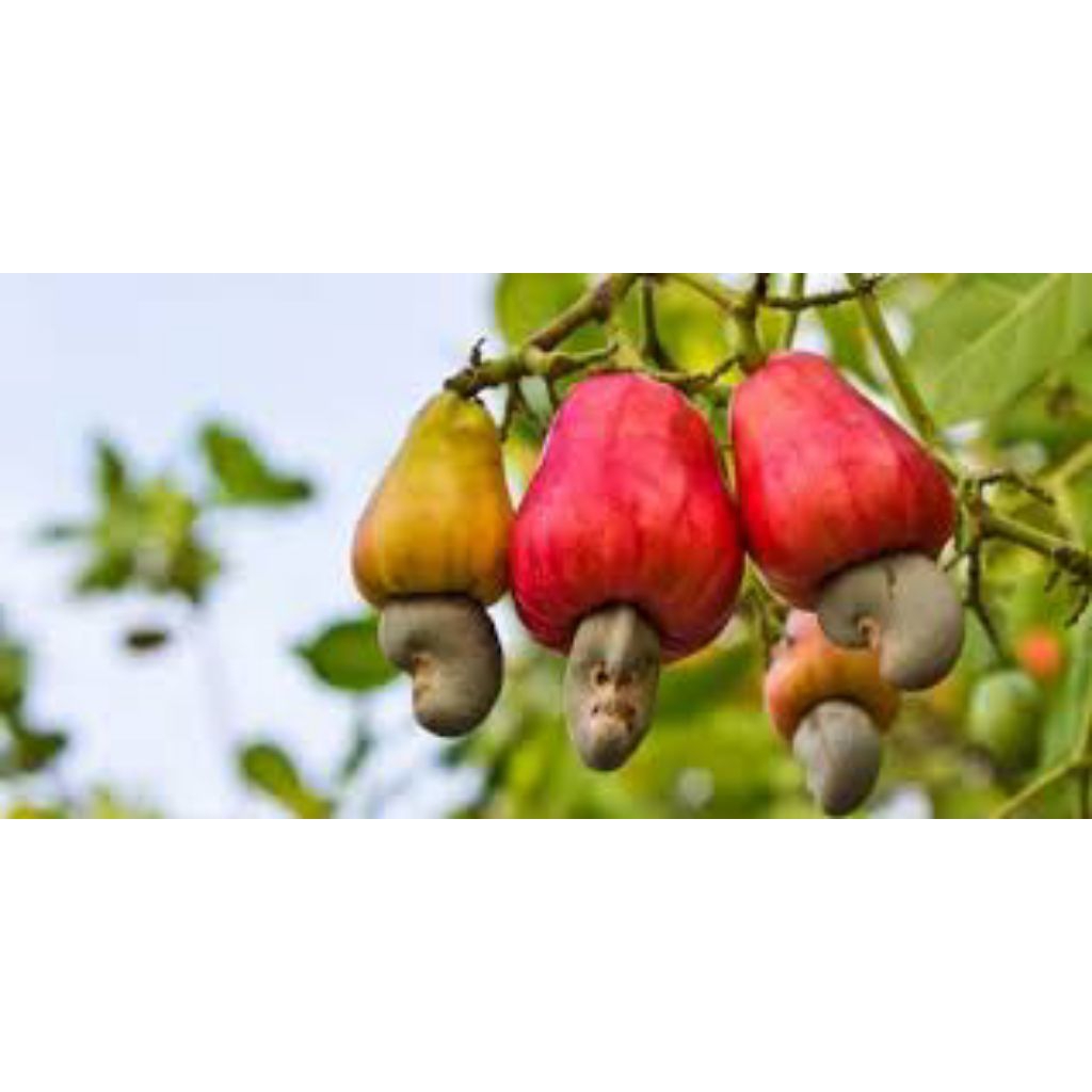 

kacang mente lokal olahan petani