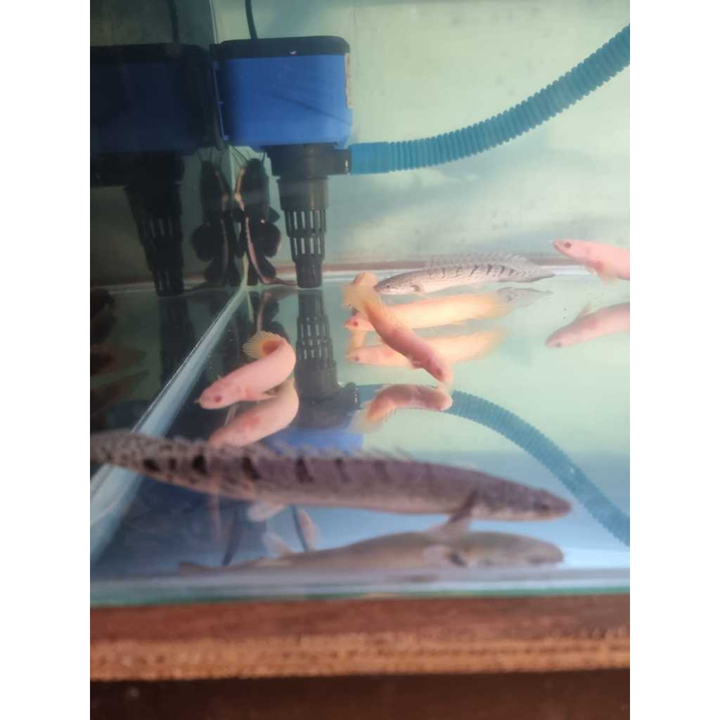 palmas delhezyi dan palmas albino ikan dasar predator size 14-15cm