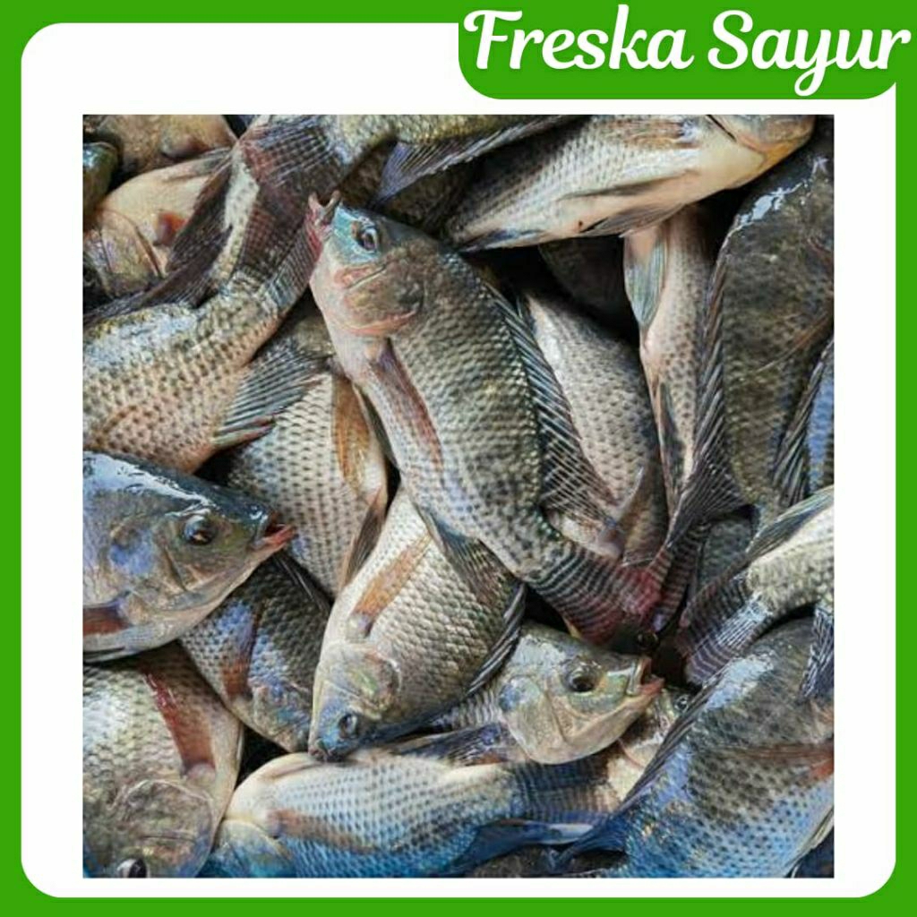 

Ikan Mujair 500 gr I Fresh I Request Jika Ingin Dipotong