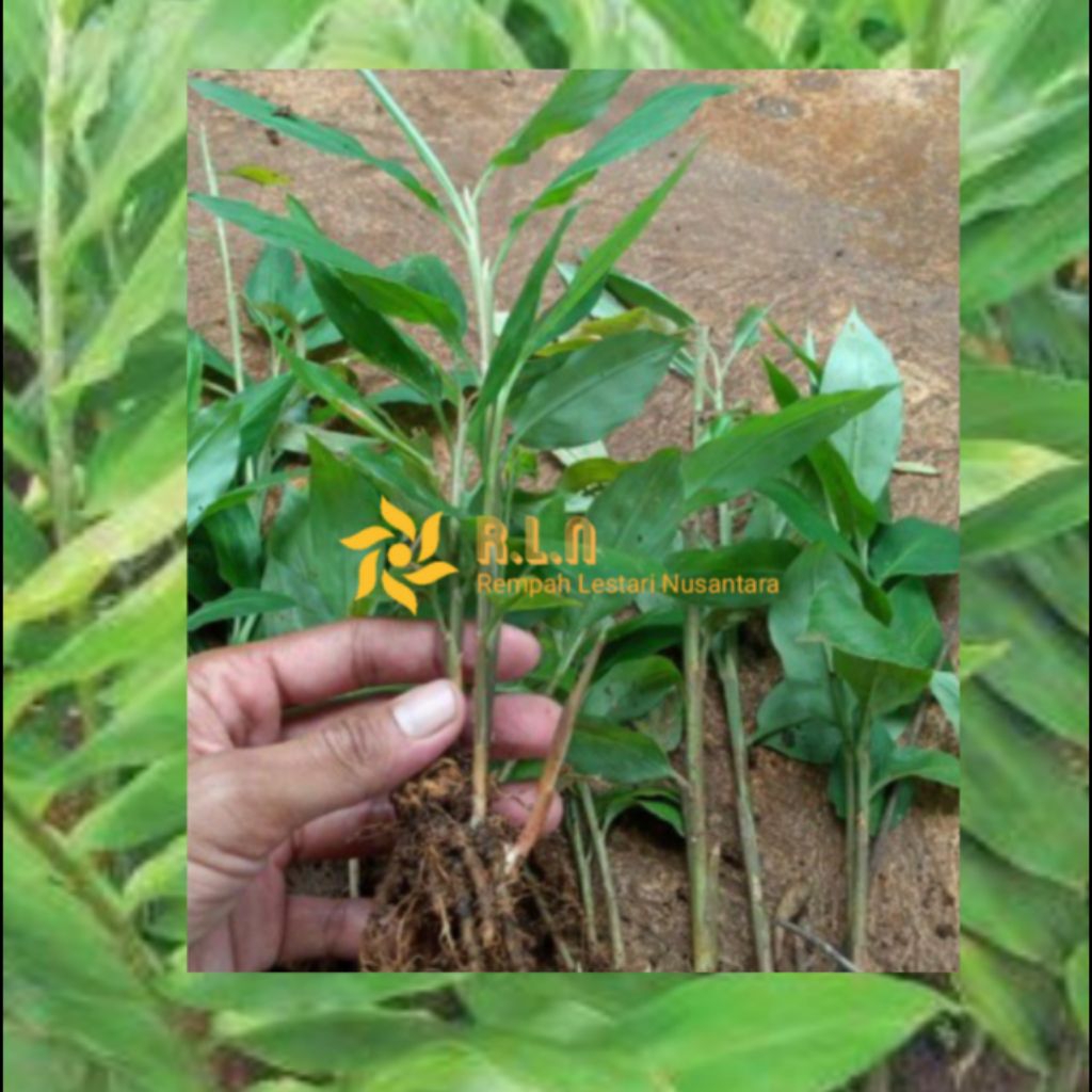 Bibit lempuyang wangi | bibit lempuyang | bibit tanaman lempuyang