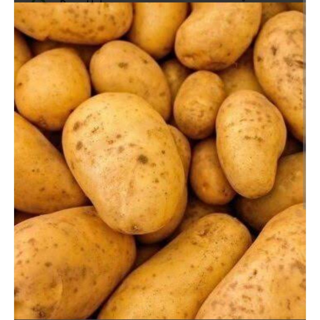 

kentang surabaya pilihan 1 kg bppn