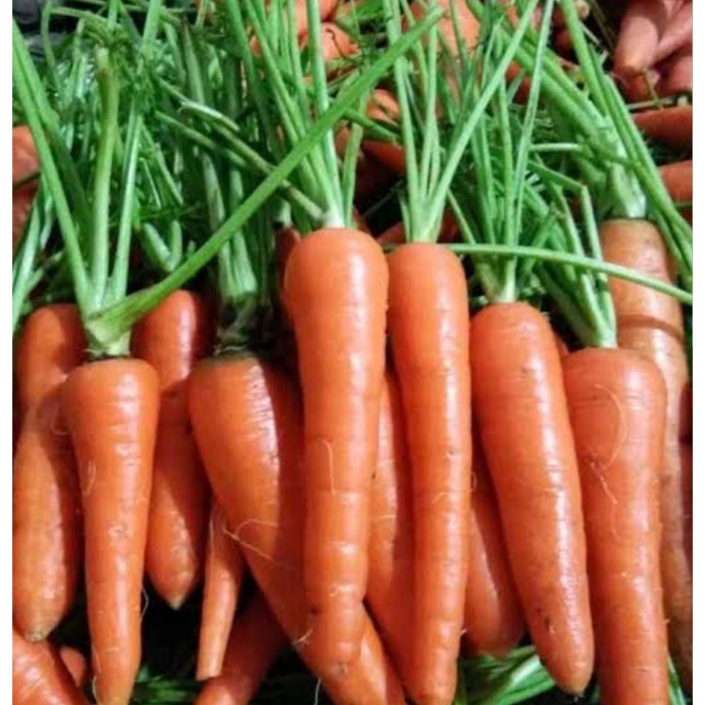 

wortel lokal pilihan 1 kg bppn