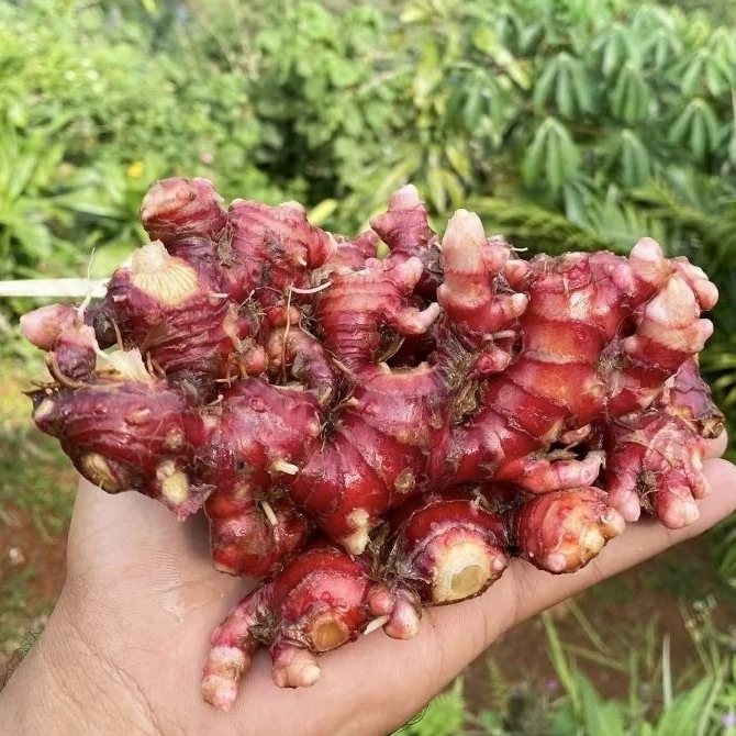 

JAHE MERAH SUPER FRESH BERSIH FULL TUA 1KG