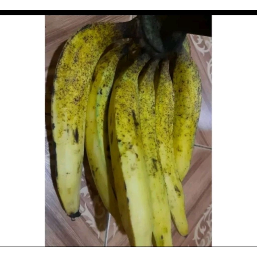 

Pisang tanduk manis 1kg