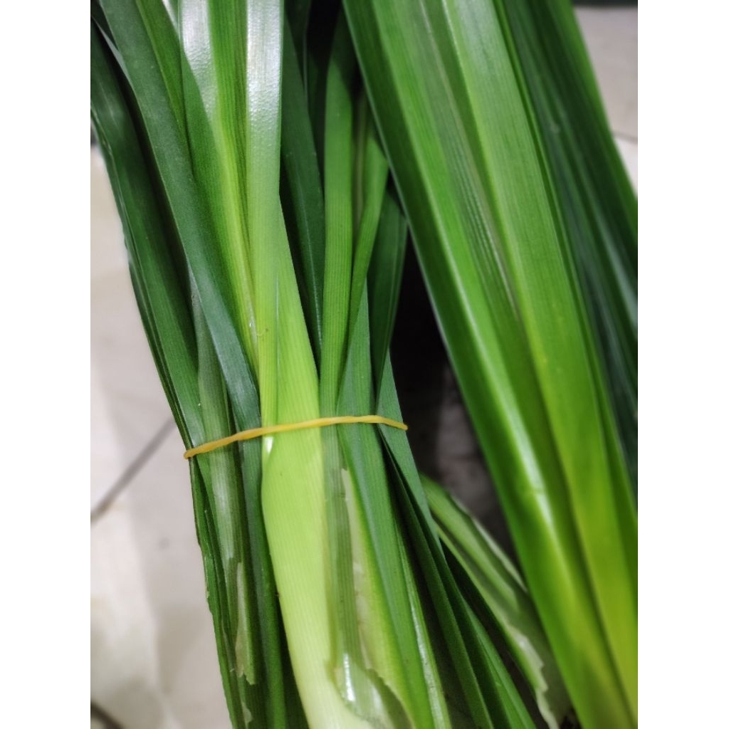 

daun pandan wangi per 1kg