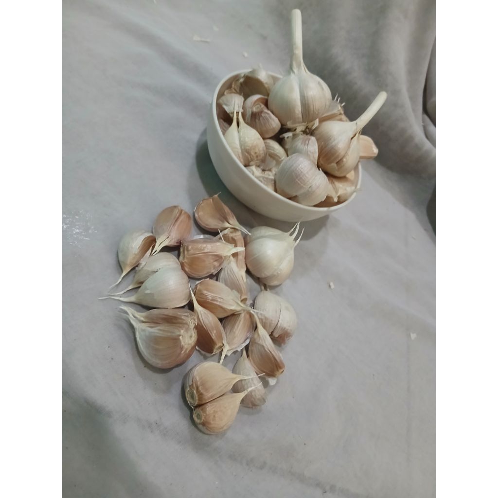 

Bawang kating