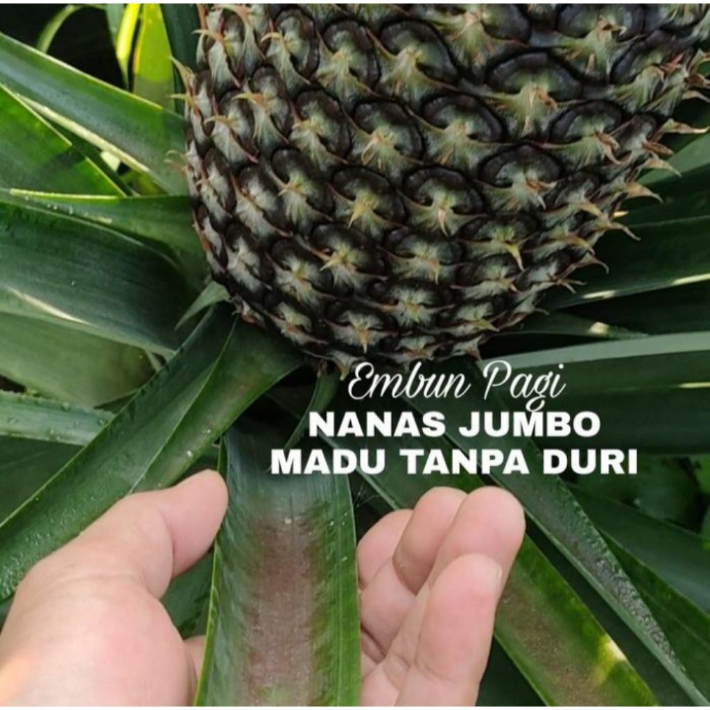 PAKET 12 BIBIT NANAS MADU JUMBO ASLI THAILAND TANPA DURI