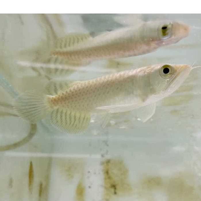 Ikan Hias Arwana Green Pino