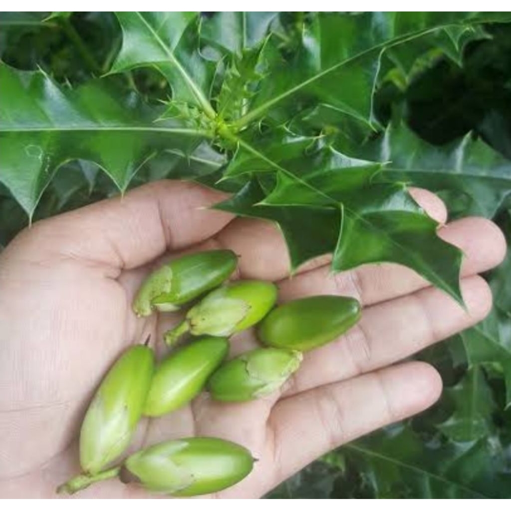 

Herbal Jeruju/Daruju