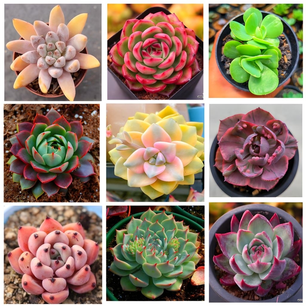 Paket Sukulen Kaktus Hidup Mini 20 Pcs Free Pot