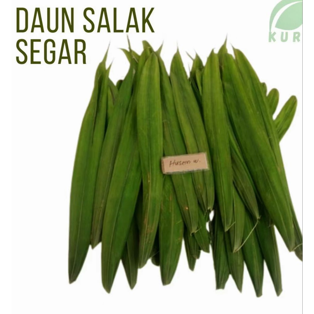 

daun salak muda segar 500 gram herbal termurah