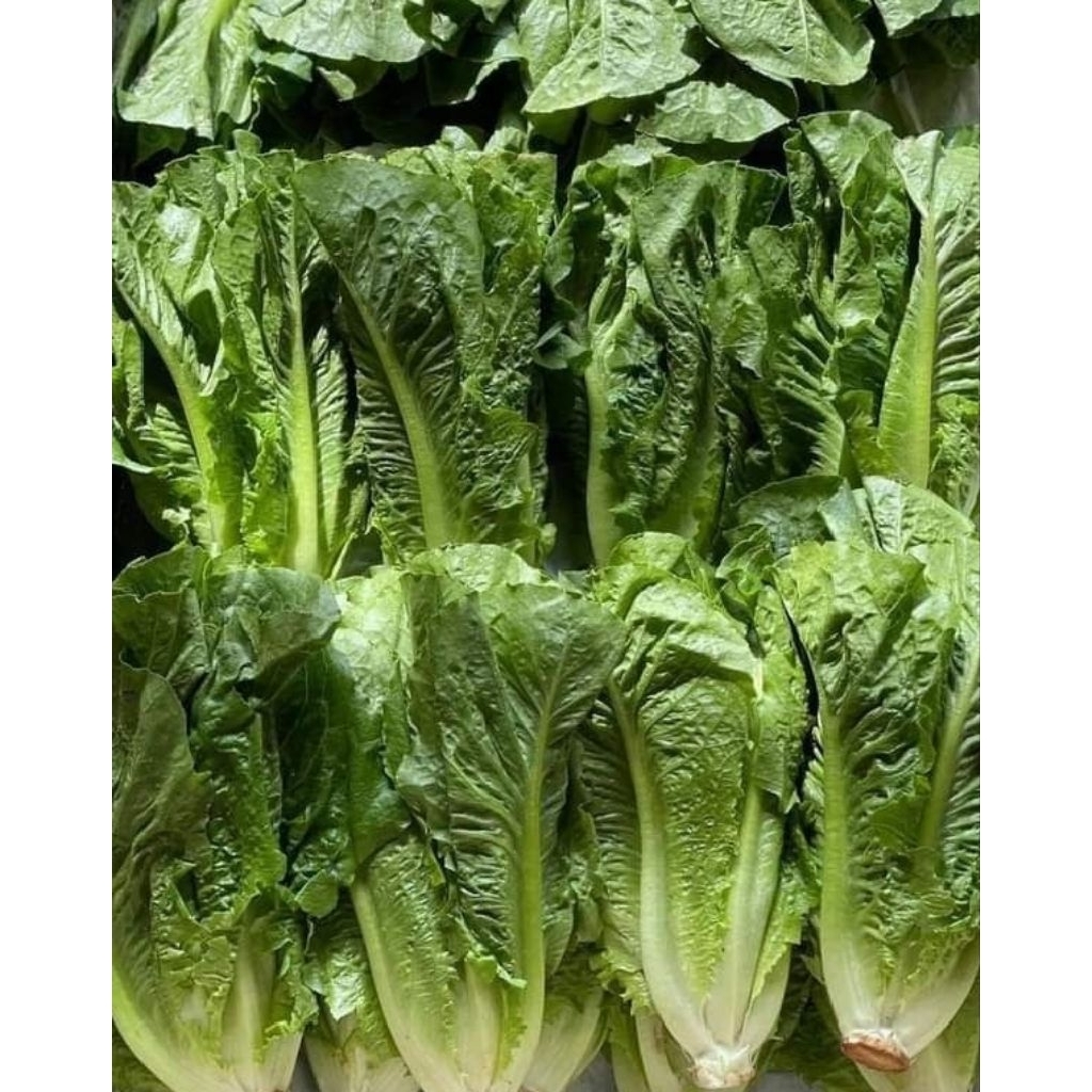 

Lettuce Romaine 500 gr