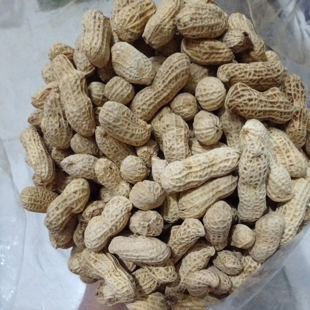 

Kacang Asin Oven pilihan berkualitas tinggi isi 1 kg