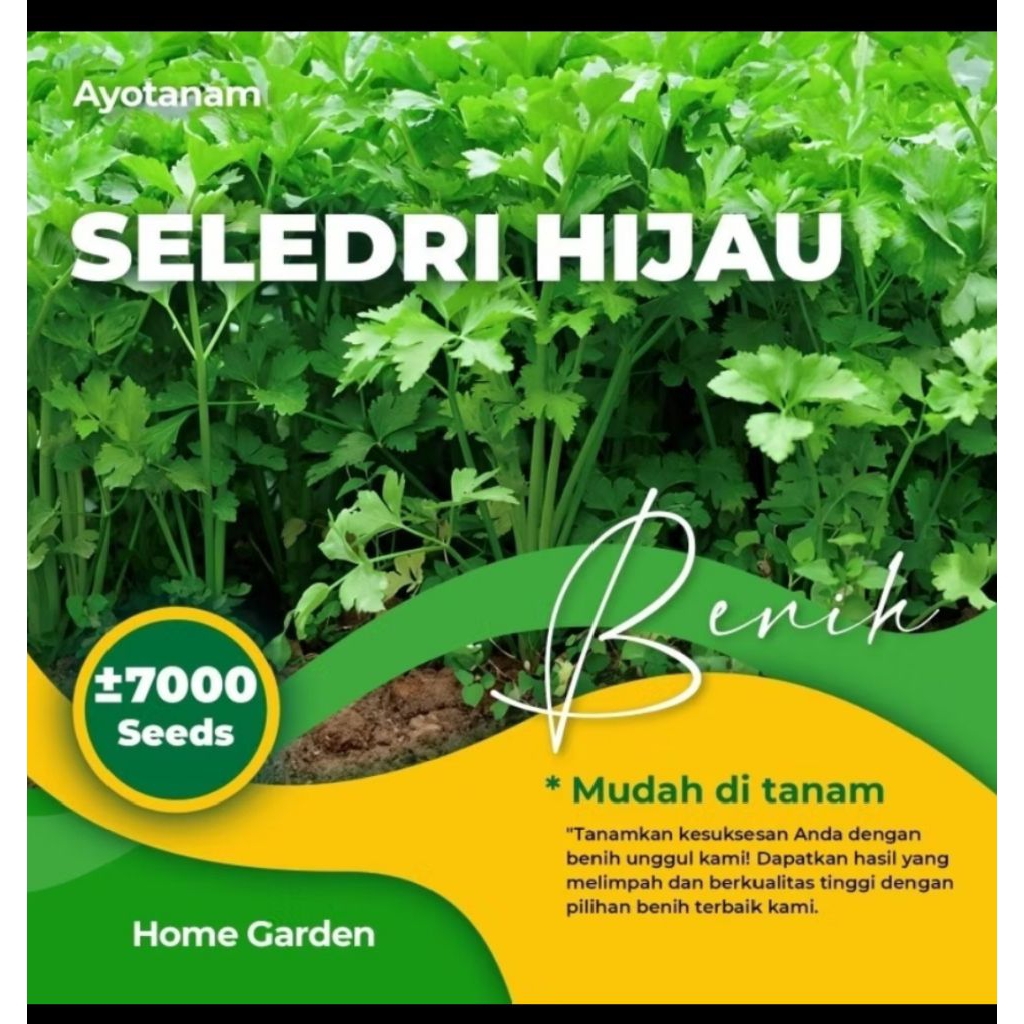 Benih Seledri Hijau By Ayo Tanam | Benih Seledri Unggul | Benih Seledri Murah | -+7000 seed