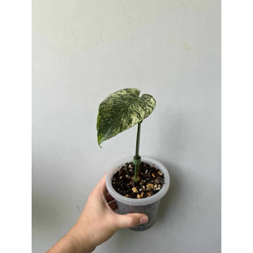 TANAMAN MONSTERA DELICIOSA WHITE MONSTER KUNZO 01