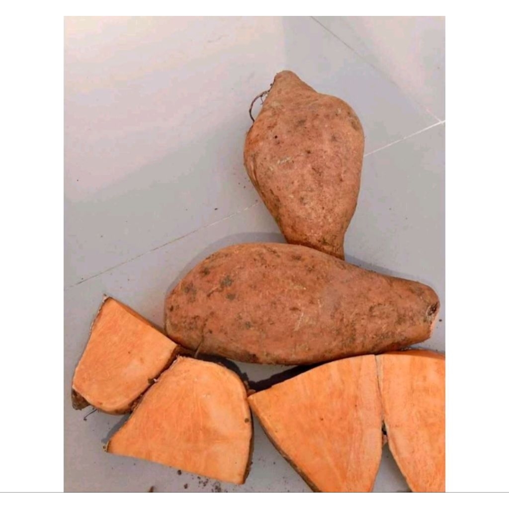 

umbi oren 1kg