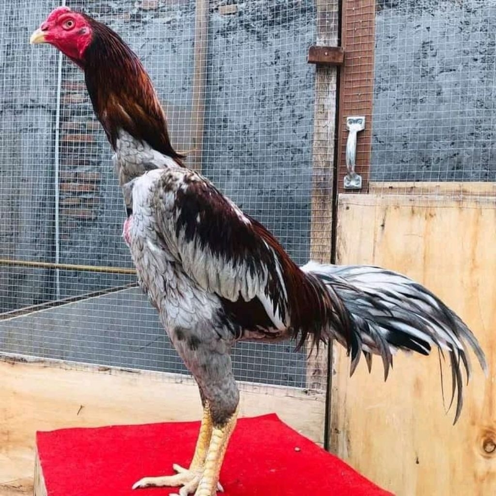 

Telur Ayam Plucker Fertil siap untuk ditetaskan ditetaskan