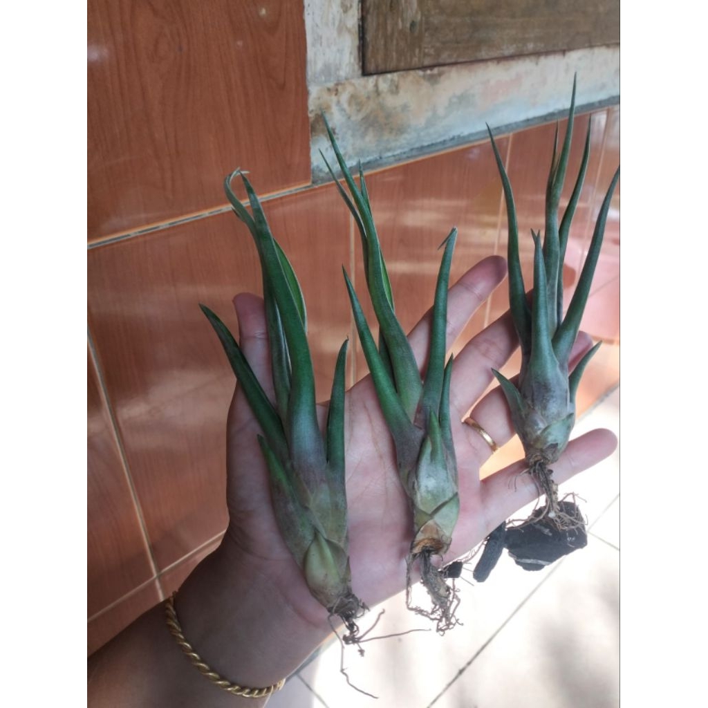 tilandsia molidofitas